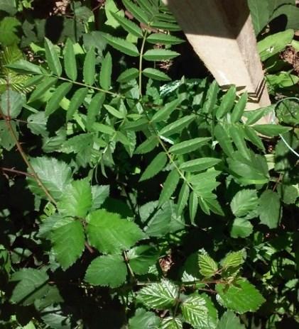 Ulmus minor, ulmeiro 00% (com base em 3% do total plantado) Zona ribeirinha dominada por silvas, o que dificultou a localização das plantas.