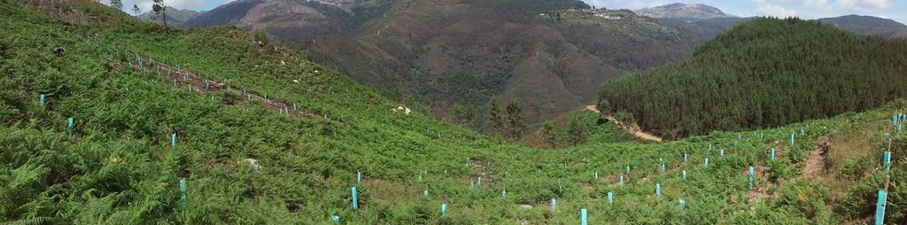 Vale de Cambra Paraduça Data de plantação 2 março de 205 Exemplares plantados.