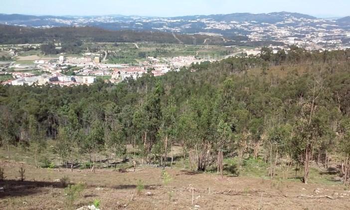 Valongo Monte de Santa Justa Data de plantação 22 e 25 de novembro, 23 de dezembro de 204 e 0 de janeiro de 205 Exemplares plantados 3.