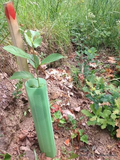 Espinho Castro de Ovil Datas de plantação 8 de março de 205 Exemplares plantados 72 Data de monitorização 9 de junho Taxa de sobrevivência média 86% - 97%¹ Alnus glutinosa, amieiro 00% (com base em