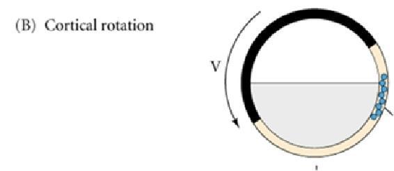 Organization and regulation of cortical microtubules during the first cell cycle of Xenopus eggs.