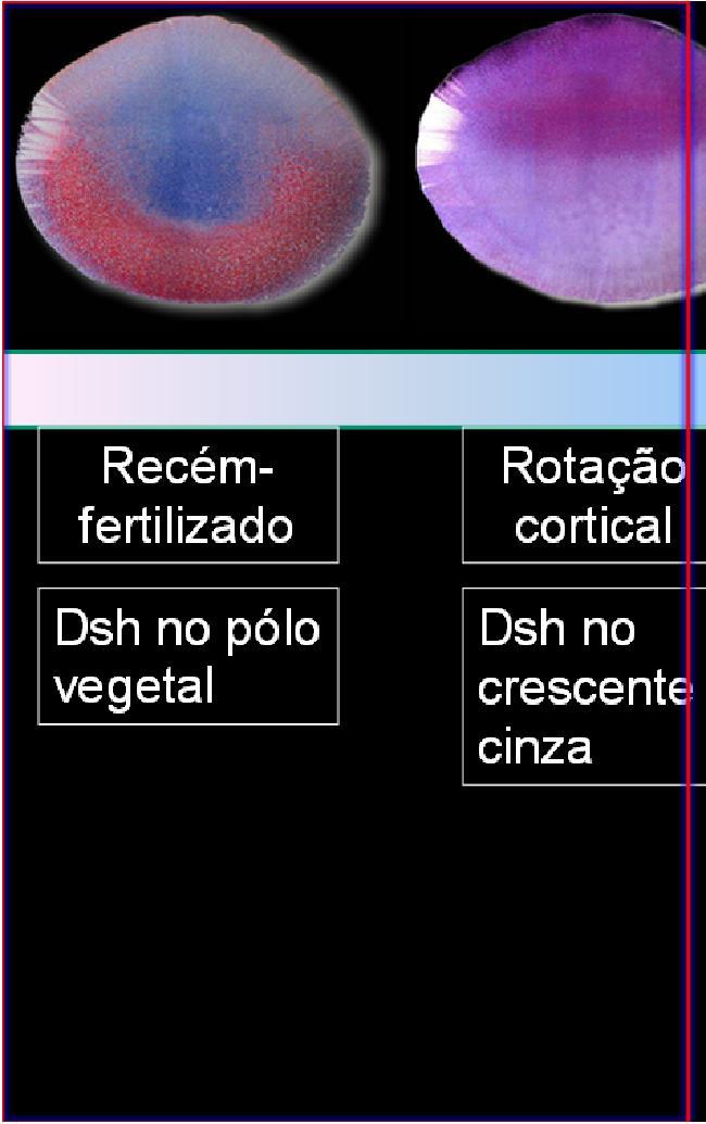 Neural Dsh no pólo vegetal Rotação cortical Dsh no crescente cinza Recémfertilizado