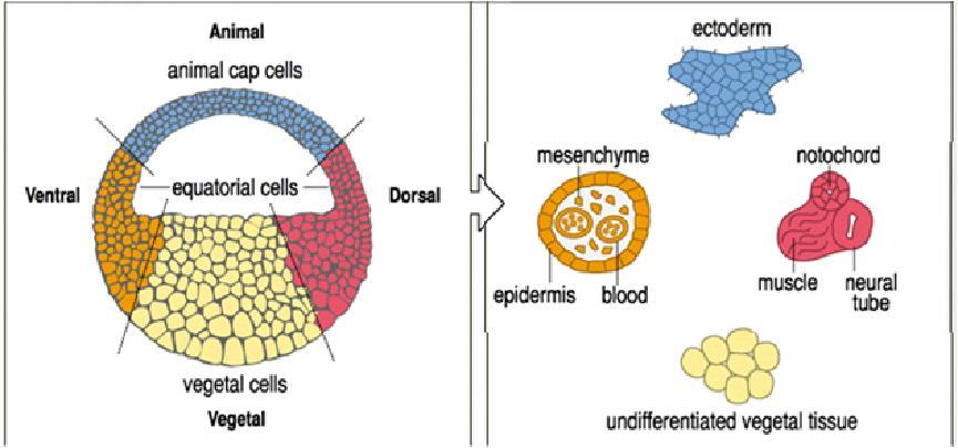Hipótese: Existem fatores SECRETADOS do pólo vegetal que induzem o Mesoderma Como é formado o MESODERMA DORSAL? Mas, VegT é uma proteína nuclear.