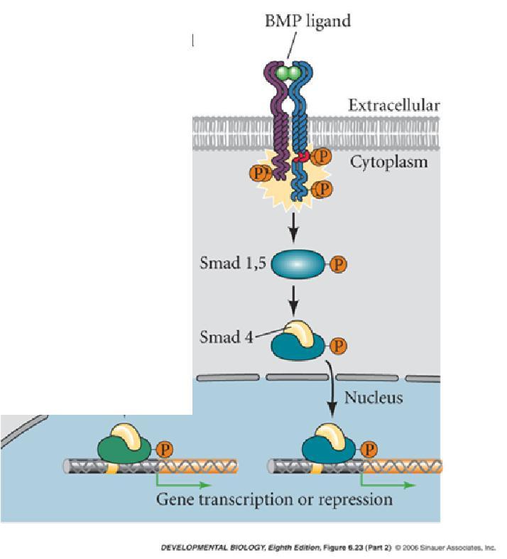 6 Como provar que BMP4 comanda a decisão de epiderme e placa neural a partir do ectoderma?
