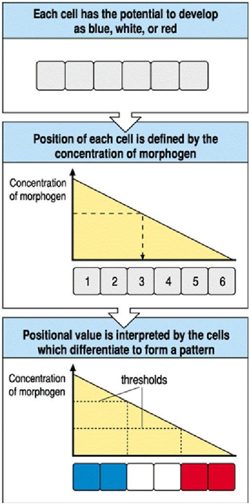 O potencial de cada célula é indefinido Fator Morfogenético: A posição de cada célula em relação a fonte de morfógeno é
