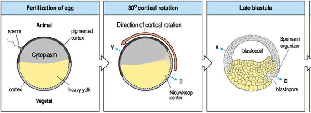 blastóporo dorsal () A fertilização em