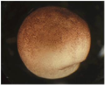 O da blástula deriva do crescente cinza (estágio 1 blastômero) 1 Spemann, 1938 Porque neste experimento a situação (A) gerou dois embriões?
