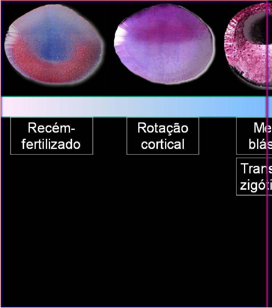 1. O que é que há entre o crescente cinza e a região dorsal? Sem Crescente cinza não há região dorsal ENTÃO, qual o elemento ativo no crescente cinza? 1.