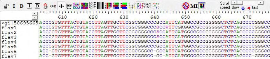 55 4.5 Sequenciamento do DNA ribossomal das cepas de Aspergillus Seção Flavi isoladas Das 18 colônias, inicialmente classificadas como Aspergillus seção Flavi, submetidas à análise de sequenciamento