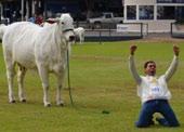 Grande Campeã Expozebu/16 MELOPÉIA