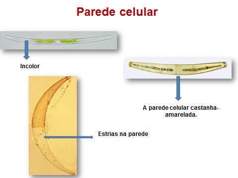 Closterium. 2009. Disponível em: <http://www.