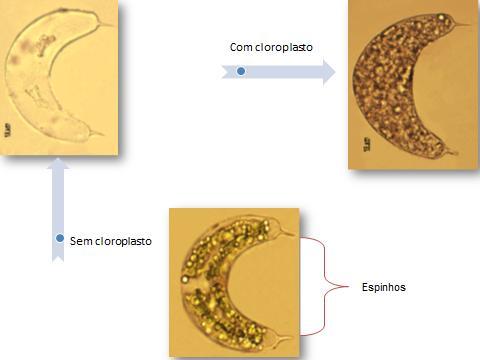 13 Figura 4 -Exemplos de cloroplastos da celular e os espinhos na célula Spinoclosterium.