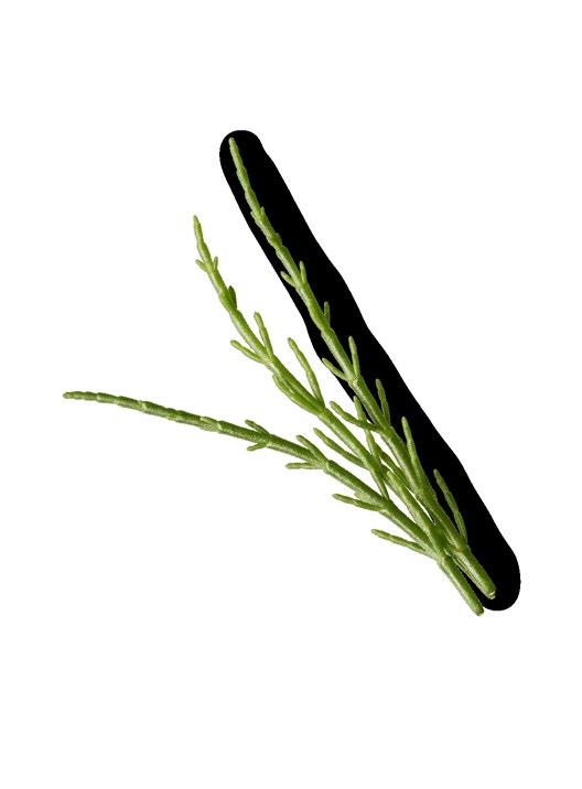 S A L I C Ó R N I A CARTÃO DE IDENTIDADE 21-23, 38-40 NOME CIENTÍFICO: Salicornia ramosíssima ORIGEM: salinas costeiras, desde o Ártico até ao Mediterrâneo.