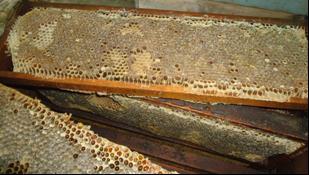 As observações foram feitas em datas pré-definidas de acordo com algumas floradas, para isso utilizou-se da experiência do apicultor que ajudou a definir as datas. Figura 4.