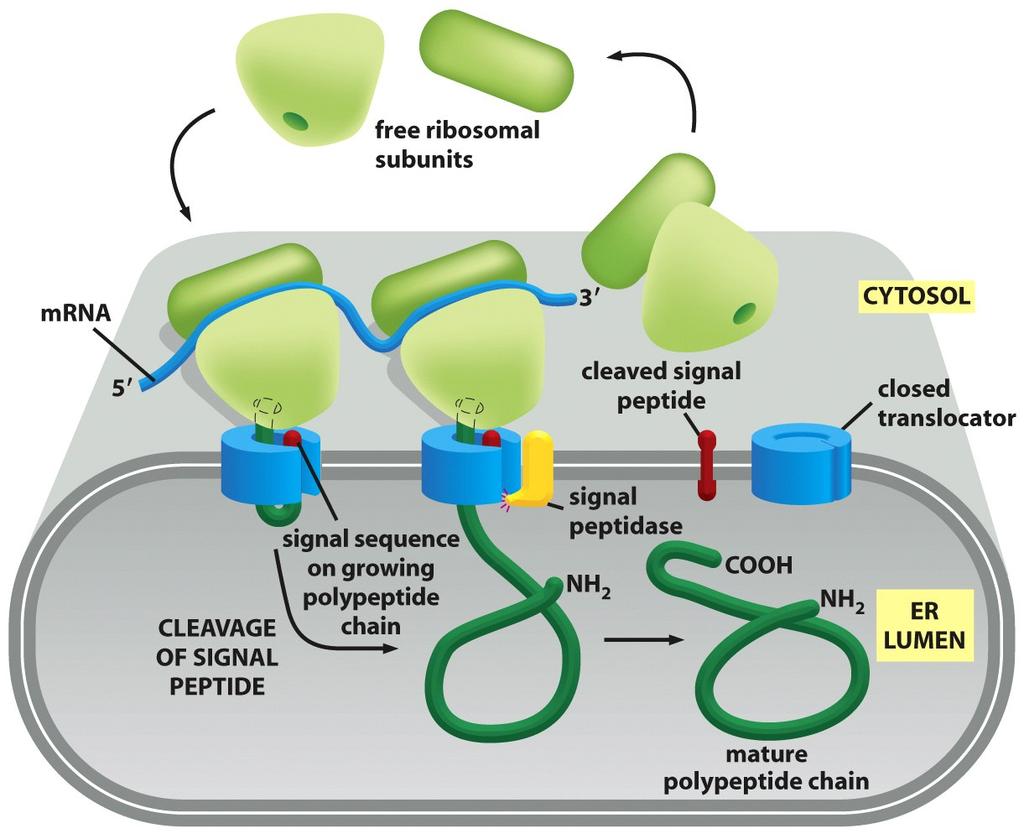 Dois 6pos de proteínas são translocadas no RE Proteínas transmembrana Parcialmente translocadas, ficando embebidas na membrana do RE.