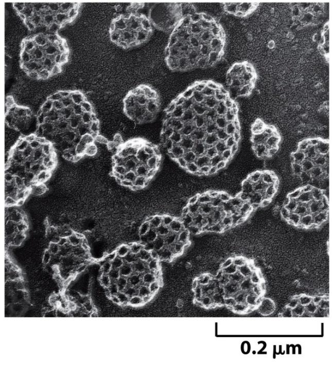 Brotamento: Vesículas brotam da membrana são cobertas por uma capa de proteínas Vesículas revestidas