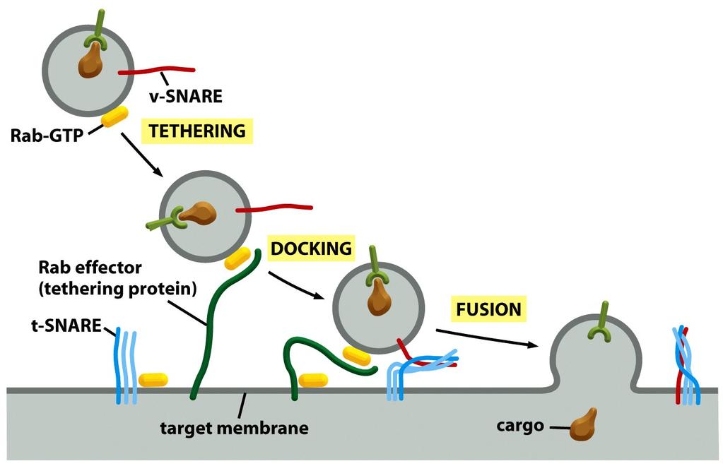 Etapas envolvidas na fusão da vesícula na membrana alvo APRISIONAMENTO
