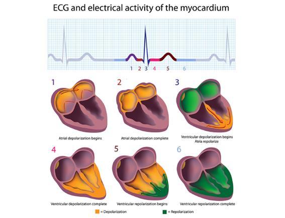 Figura 2.2.1 - Ciclo do batimento cardíaco com os sinais do ECG [1] 2.