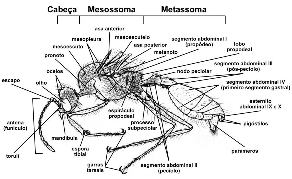 24 2.5. Do uso da morfologia externa dos machos na sistemática das formigas 2.5.1.