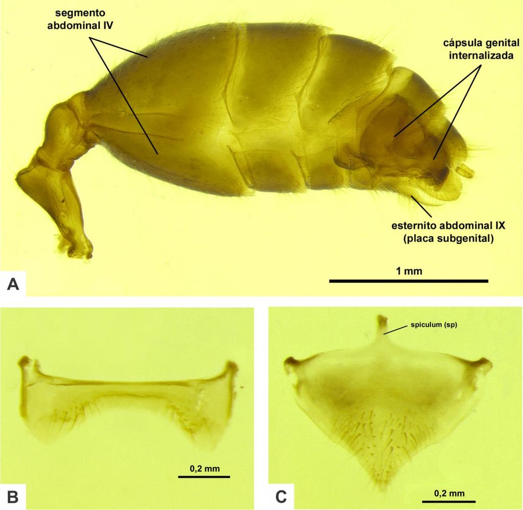 68 A D L A L A Figura 13. Morfologia externa do macho de Pheidole biconstricta Mayr, 1870.