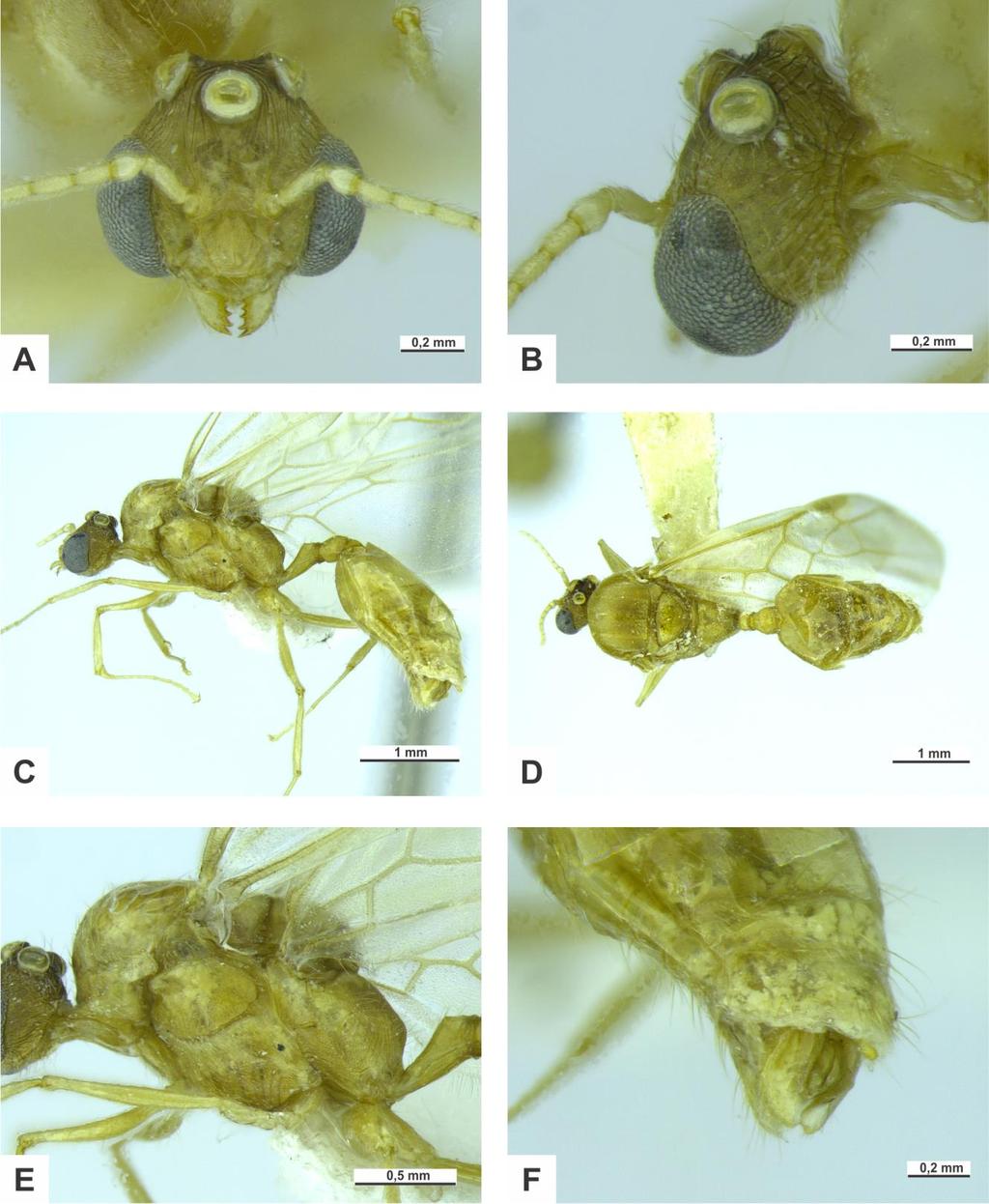 Figura 16. Morfologia externa do macho de Pheidole megacephala (Fabricius, 1793).