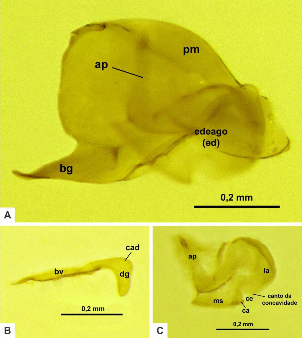 85 A D A D A D Figura 18. Genitália externa do macho de Pheidole megacephala (Fabricius, 1793).