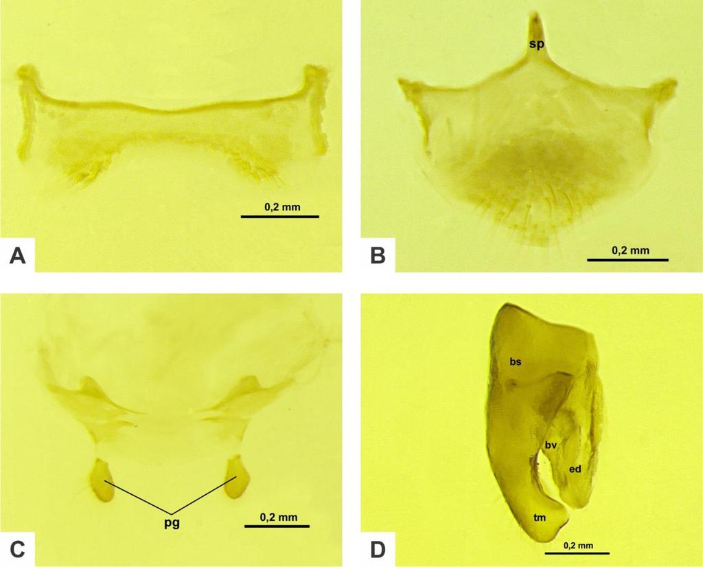 95 L A L A L A Figura 20. Genitália externa do macho de Pheidole pallidula Nylander, 1848.