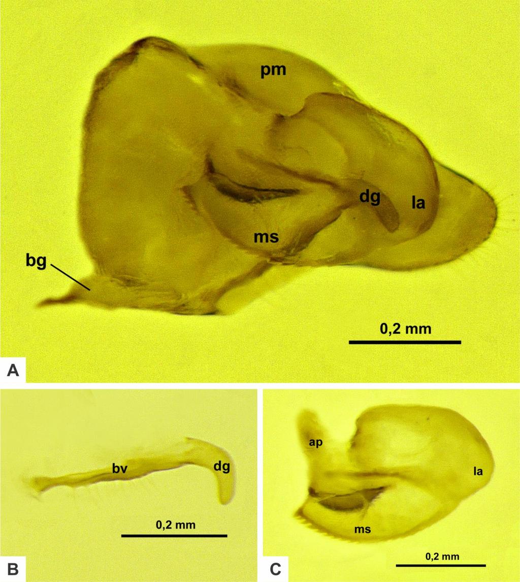 98 A D A D A D Figura 21. Genitália externa do macho de Pheidole pallidula Nylander, 1848.