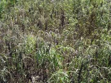 A base ecológica para a pressão de seleção de plantas daninhas resistentes é o banco de sementes de plantas daninhas no solo Chuva de sementes de plantas daninhas Germinação das sementes Ciclo de