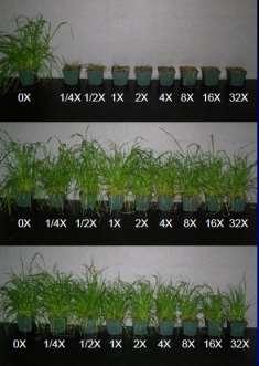 Tipos de resistência: Múltipla A planta daninha é resistente a dois ou mais herbicidas de diferentes mecanismos de ação.