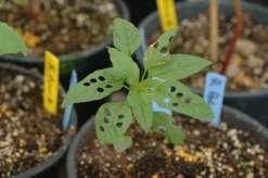 aumento do número de cópias da EPSPS em Amaranthus palmeri resistente