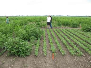 Novas Tecnologias para o Manejo de Resistência a Herbicidas Enlist da Dow Agroscience Roundup Xtend da Monsanto Biodirect da Monsanto Manejo