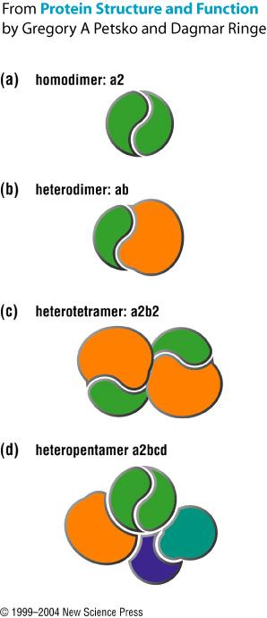 Estrutura quaternária Em um complexo proteico, o tipo e n o de subunidades junto