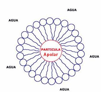 89 centro onde estaria a partícula hidrofóbica (de gordura, por exemplo), formando o núcleo, enquanto os grupamentos hidrofílicos se localizariam na superfície da esfera, formando a interface com a