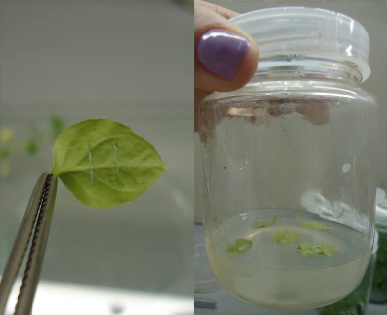 55 A B Figura 1: Folha de marmeleiro escarificada em dois locais perpendicularmente à nervura central (A) e inoculadas com a face adaxial em contato com o meio de cultura (B) para regeneração in