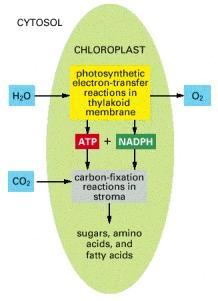 Fotossíntese Fase Clara Fase Escura As reações de fotossíntese podem ser divididas em duas fases: Na primeira (Fase Clara) ocorre a absorção de energia solar que permite a