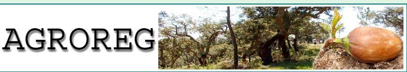 Outros benefícios do Projecto Controlo de Matos 25 80% das raízes das árvores
