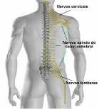 2. INTRODUÇÃO As lesões vertebro-medulares são situações graves que influenciam dramaticamente a qualidade de vida de uma vítima, podendo mesmo ser fatais nas lesões altas da coluna cervical,