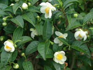 Capítulo 2 Revisão Bibliográfica Figura 2.1 Árvore da Camellia sinensis. Fonte: http://migre.me/qhiwj. 2.3 Chá verde O chá verde é uma bebida preparada através da infusão das folhas da Camellia sinensis.