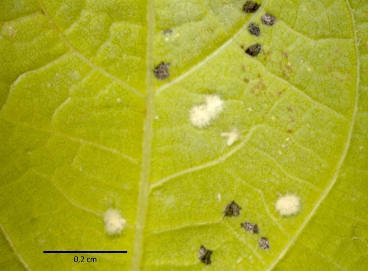 19 Posteriormente, os pecíolos das folhas de feijão foram imersos em ágar-água (1,5%) no interior de recipiente (9,5 cm de diâmetro x 10 cm de altura) para manter a turgidez (POTRICH et al., 2011).