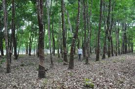 Repartição de Beneficio Garantia de fornecimento Fazenda Continental/ Usina Santa Helena 254 hectares