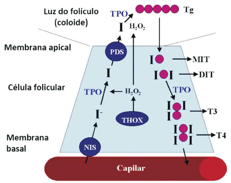 ENDOCRINOLOGIA A captação de iodo da corrente sanguínea é realizada de forma ativa pela proteína Na-I-Symporter (NIS), presente na membrana basal da célula folicular.