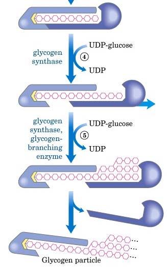 Enzima é a proteína tirosina glicosiltransferase Após a ligação de 8 unidades de glicose, a