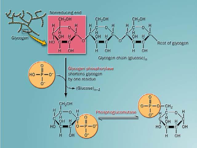 Glicogênio fosforilase (fosforólise) encurta em 1 glicose a cadeia Pi Vantagens da fosforólise: