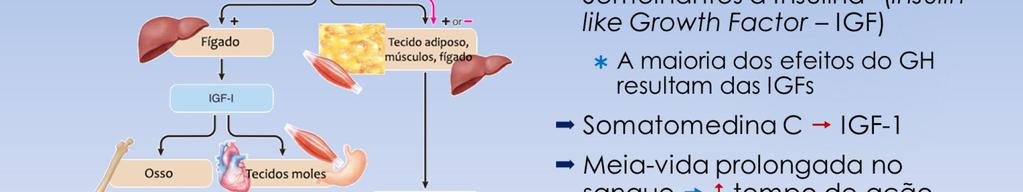 As somatomedinas apresentam o efeito potente de aumentar todos os aspectos do crecimento ósseo.
