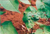 cephalosporioides (ramulose) No início, causa lesões necróticas escuras, muitas vezes em forma estrelada, nas folhas mais novas localizadas no ponteiro da planta (Figura