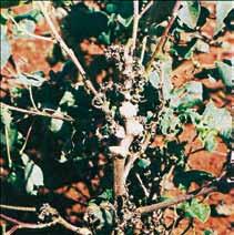 ramificações dos galhos, internódios curtos e intumescidos, deixando a planta com aspecto ramalhudo, sintoma reconhecido como de ramulose (Figura 8).