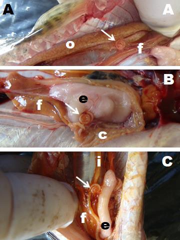 11 Fig. 03 Exemplos da localização de larvas de Contracaecum spp. retiradas da Hoplias malabaricus procedente da represa II UniRV. Serosa do ovário (A), estômago (B) e intestino (C).