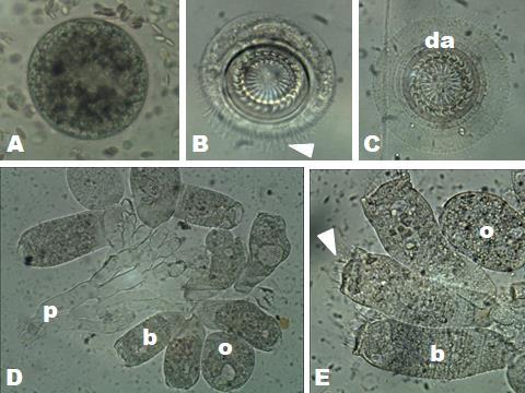 8 A patogenia provocada por esses ciliados é devido ao seu modo de fixação que causa destruição da epiderme, hemorragia, inflamação da derme e erosão de escamas que provocam infecções bacterianas