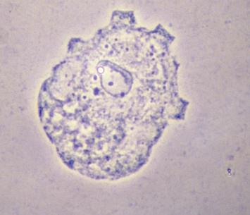 INTRODUÇÃO À PARASITOLOGIA